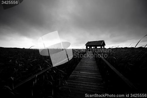 Image of Wooden path trough the reed