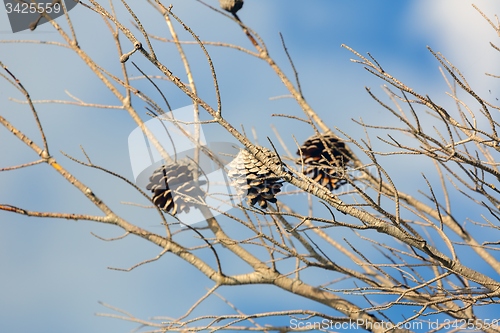 Image of Abstract hoto of some winter branches