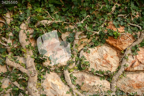 Image of Green moss on tree trunk