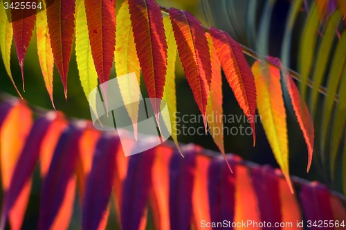 Image of Autumnal colorful plants outdoors 