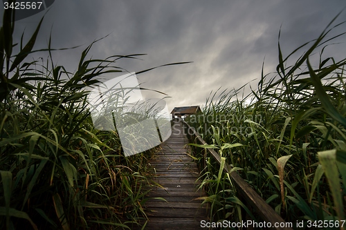 Image of Wooden path trough the reed