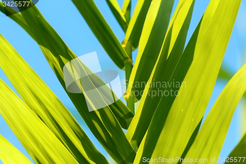 Image of Fresh green plants outdoors 