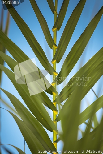 Image of Fresh green plants outdoors 