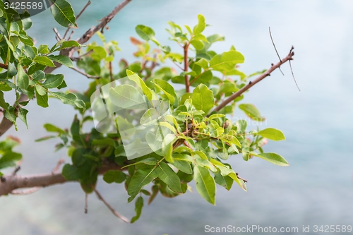 Image of Abstract hoto of some winter branches