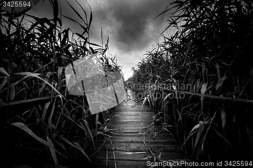 Image of Wooden path trough the reed