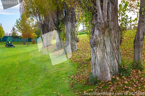 Image of Green lawn and trees at the park