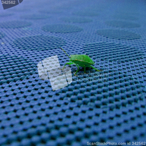 Image of Green Shield Bug - Palomena prasina