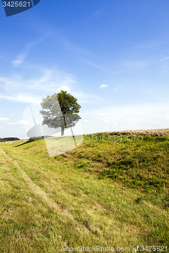 Image of tree in the field  