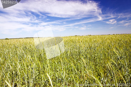 Image of  green unripe grains