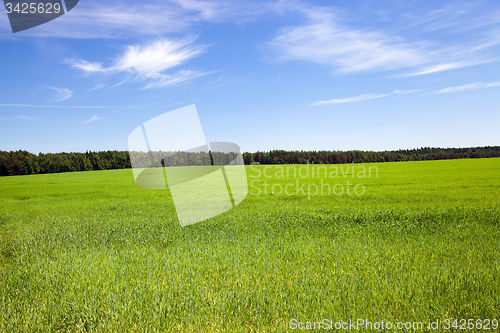 Image of  green unripe grains