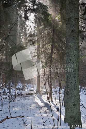 Image of Winter landscape of coniferous stand