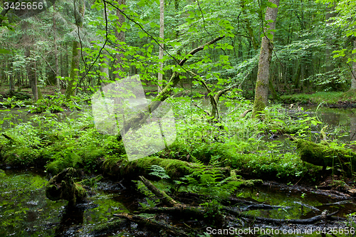 Image of Springtime deciduous forest with standing water