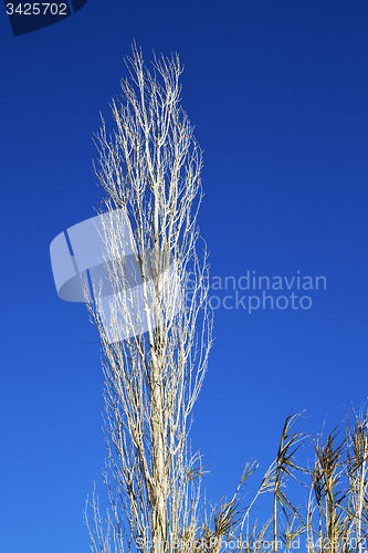 Image of  wood in the sky morocco africa  