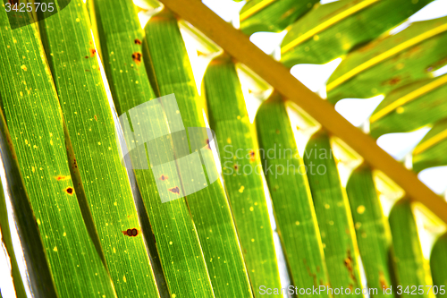 Image of    abstract  thailand   the light  leaf and yellow  white 