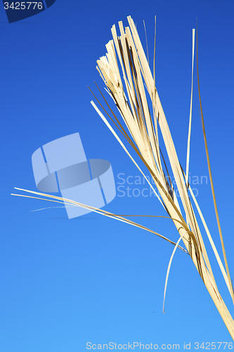 Image of dead wood in morocco africa winter