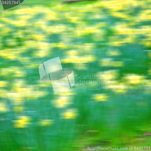 Image of in london yellow flower field nature and spring