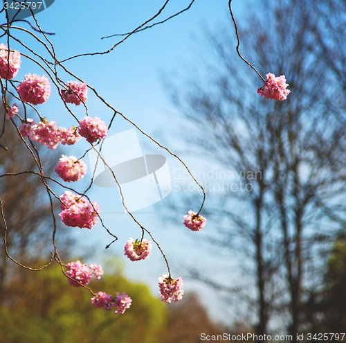 Image of in london   park the pink tree and blossom flowers natural