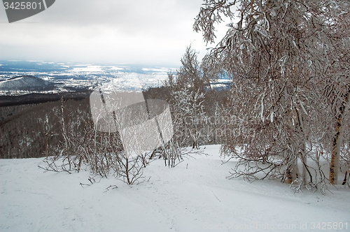 Image of Winter forest
