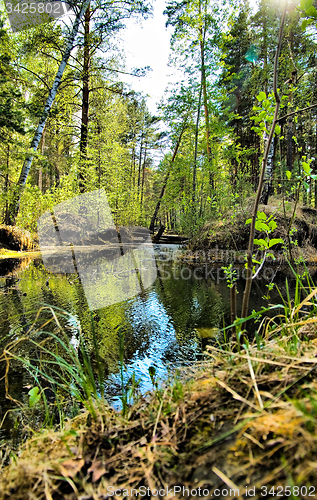 Image of Spring forest