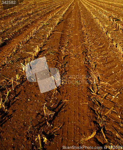 Image of corn field