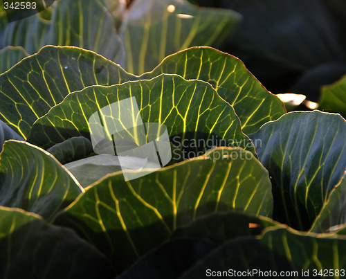 Image of white cabbage