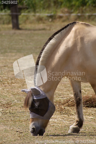 Image of Norwegian Fjord Horse