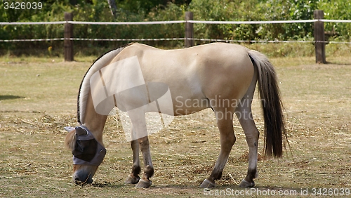 Image of Norwegian Fjord Horse 