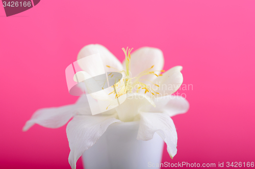 Image of bouquet of white flowers