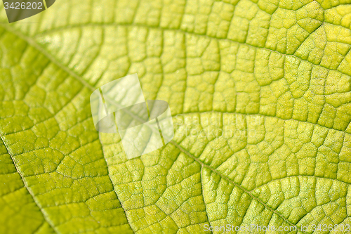 Image of green leaf close up nature background