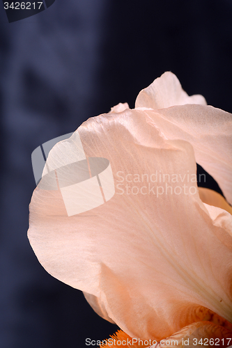 Image of Orange Cosmos flower on black background