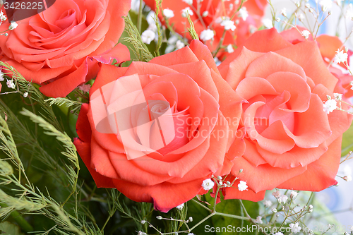 Image of beautiful red roses