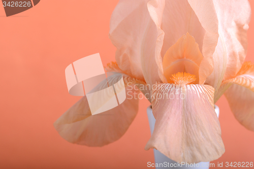 Image of Beautiful flowers. Spring flower background