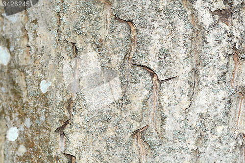 Image of grunge wooden texture used as background.