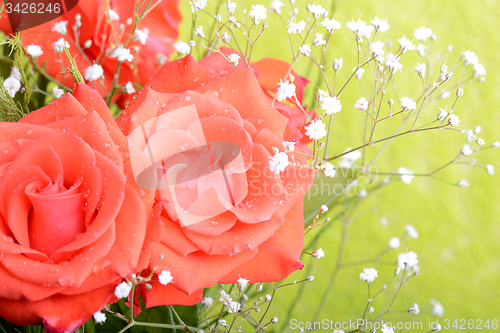 Image of Red rose as a natural and holidays background