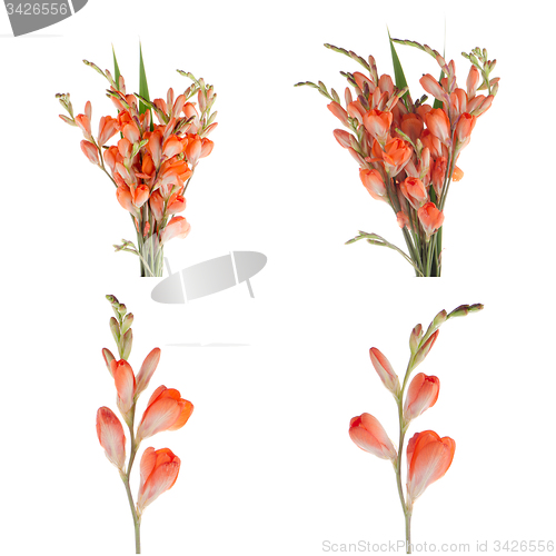 Image of Orange lilies