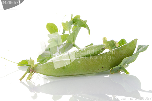 Image of Fresh green pea pod