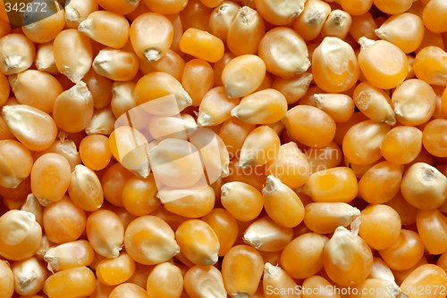 Image of Corn
