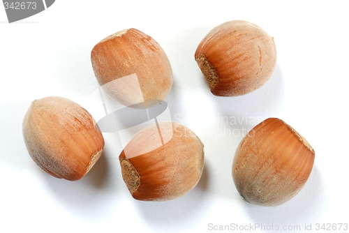 Image of Hazel Nuts