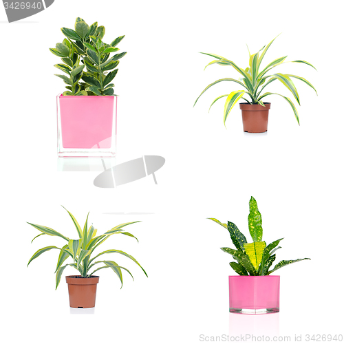 Image of Houseplants