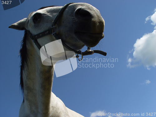 Image of white horse