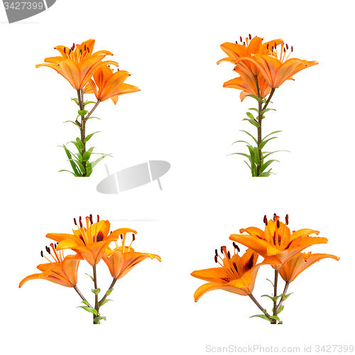 Image of Orange lilies