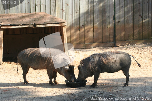 Image of Pair of Warthog