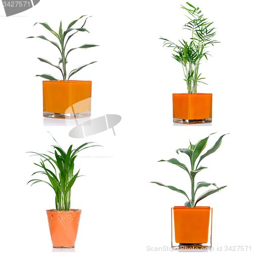 Image of Houseplants