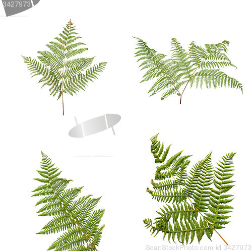 Image of Fern leaves