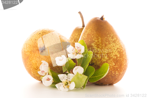 Image of Three ripe pears