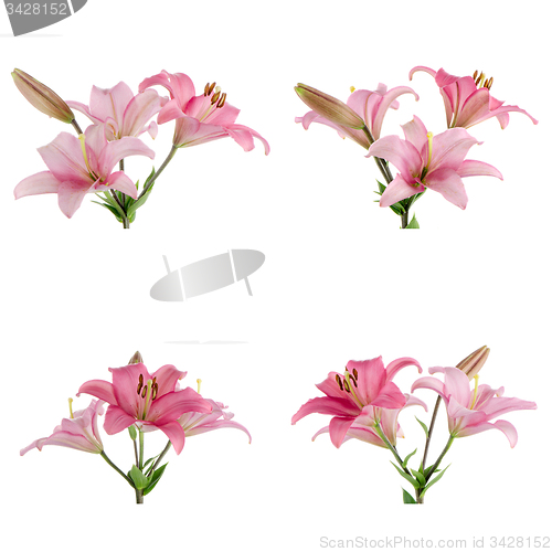 Image of Pink lilies