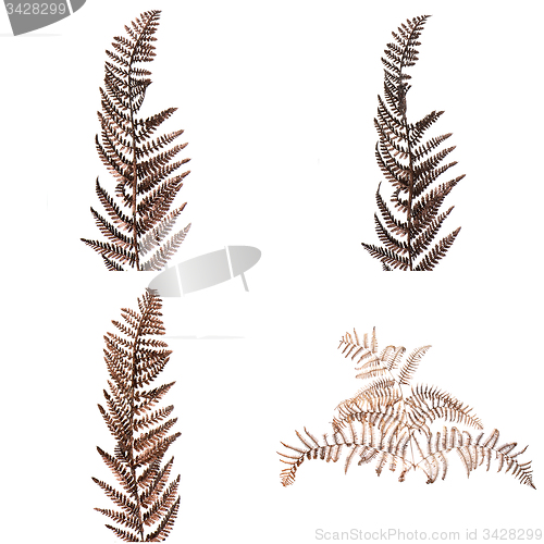 Image of Christmas decorative Brown fern leaf