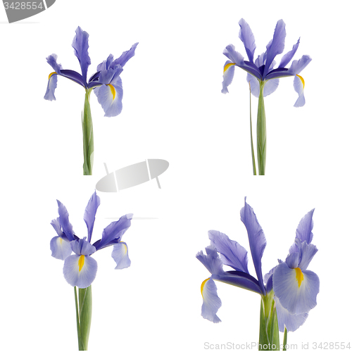 Image of Purple lilies