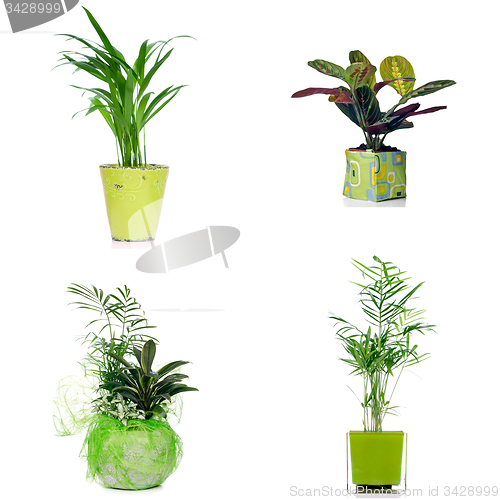 Image of Houseplants