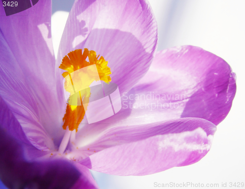 Image of crocus